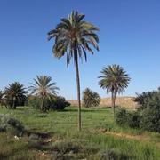 Ghomrassen 18/04/2019