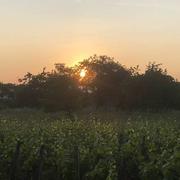 Nuits-Saint-Georges 04/06/2019