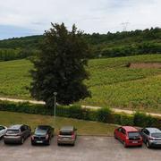 Nuits-Saint-Georges 09/06/2019