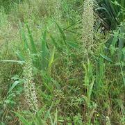 Septfonds 24/06/2019