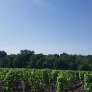 Saint-Julien-Beychevelle 26/06/2019