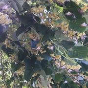 Fontarèches 28/06/2019