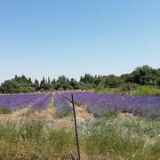 Châteaurenard 05/07/2019