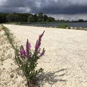 Écollemont 15/08/2019