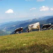 Wildenstein 25/08/2019