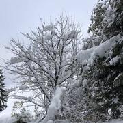 Laveissière 18/11/2019