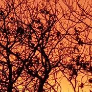 Saint-Restitut 17/01/2020