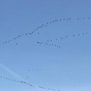 Lalandusse 17/03/2020