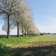 Montgermont 27/03/2020