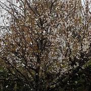 Deyme 31/03/2020