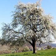 Zinswiller 05/04/2020