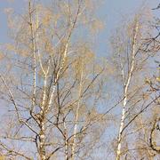 Montfleur 08/04/2020