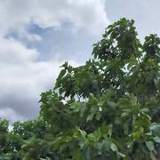 Lézignan-Corbières 05/06/2020