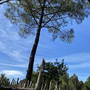 Les Trois-Moutiers 07/07/2020