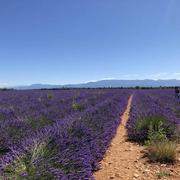 Valensole 14/07/2020