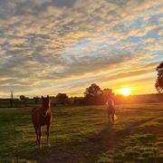 Vicq-Exemplet 01/11/2020