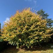 Sainville 01/11/2020