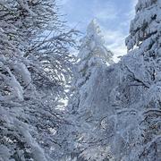 Mont Aigoual (Gard / Lozère) 10/01/2021