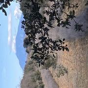 Saint-Restitut 01/02/2021