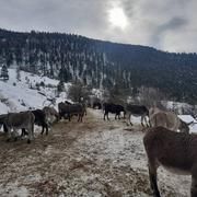 Entrevaux 06/02/2021