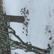 Fresnoy-le-Château 10/02/2021