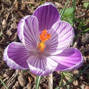 Le Cailar 04/03/2021