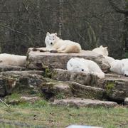 Parc animalier de Sainte-Croix 05/03/2021