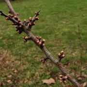 Coulaines 06/03/2021