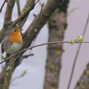 Saint-Dizier 08/03/2021