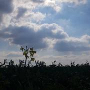 Thorailles 20/03/2021