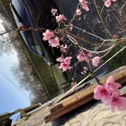 Saint-Fraimbault-de-Prières 01/04/2021