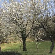 Saint-Cyprien-sur-Dourdou 01/04/2021