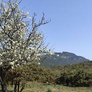 Cazevieille 02/04/2021