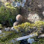 Peisey-Nancroix 14/04/2021