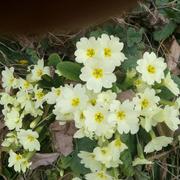 Seythenex 19/04/2021