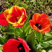 Fontaine-la-Soret 02/05/2021