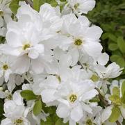 Hodeng-au-Bosc 04/05/2021