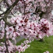 Blangy-sur-Bresle 04/05/2021