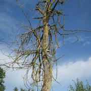 Vincelles 24/05/2021