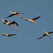 Camargues 11/06/2021