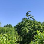 Ancy-sur-Moselle 13/06/2021