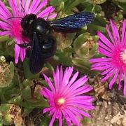 Villeneuve-Minervois 03/07/2021