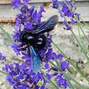 Bernaville 10/07/2021