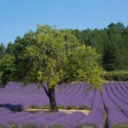 Montbrun-les-Bains 12/08/2021