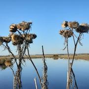 Nieulle-sur-Seudre 10/11/2021