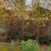 Villeneuve-sur-Lot 25/11/2021