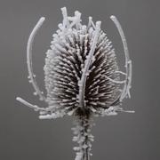 Saint-Yvoine 27/12/2021