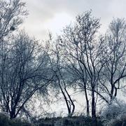 Saint-Bernard 19/01/2022