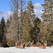 Chaux-Neuve 26/02/2022