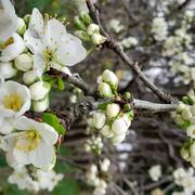 Septfonds 18/03/2022